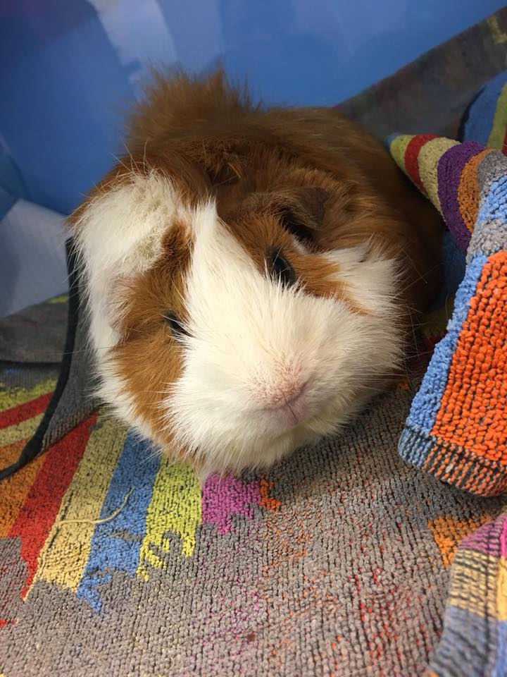 Brown and white guinea pig