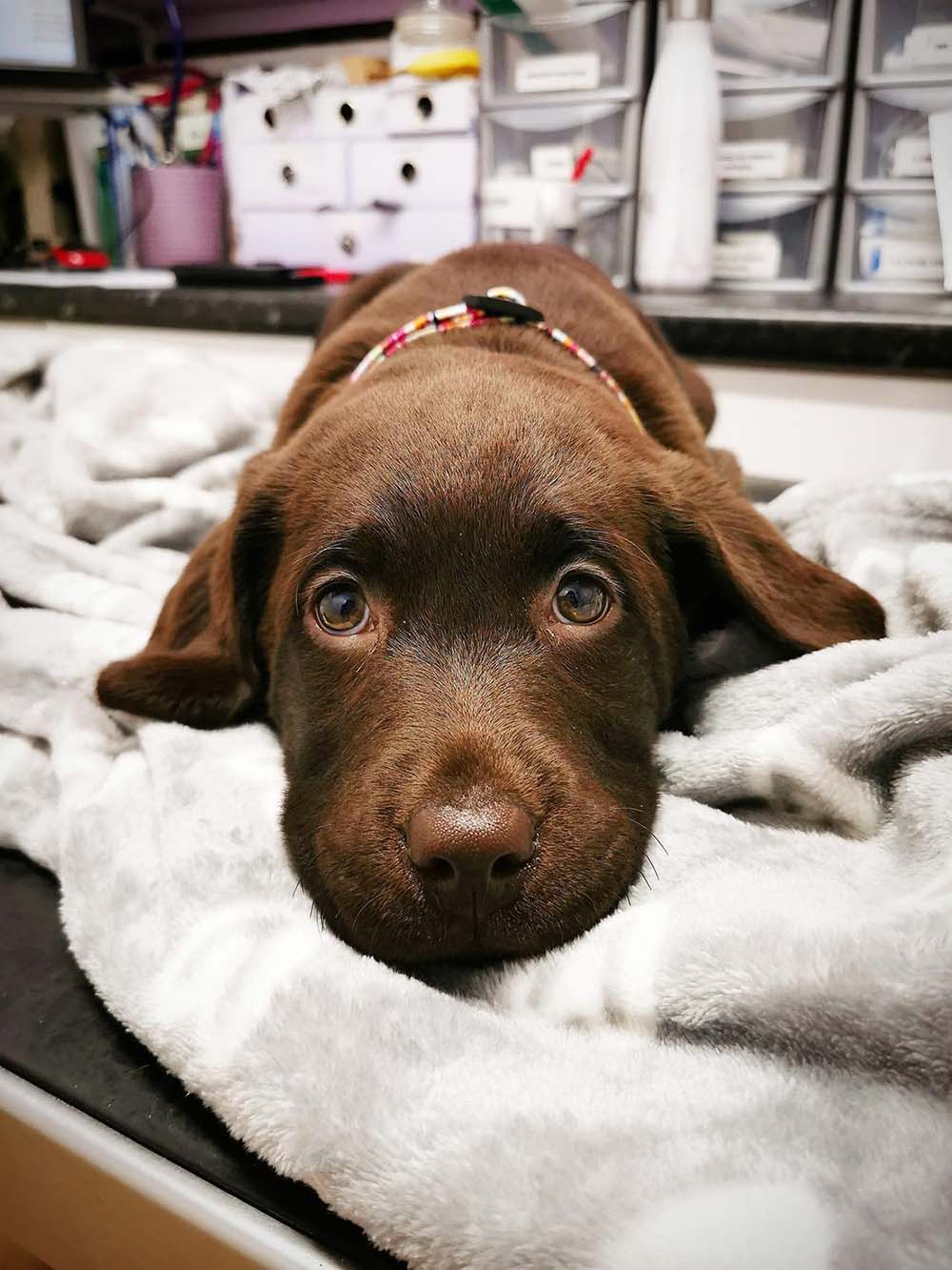 Sad brown dog with big eyes