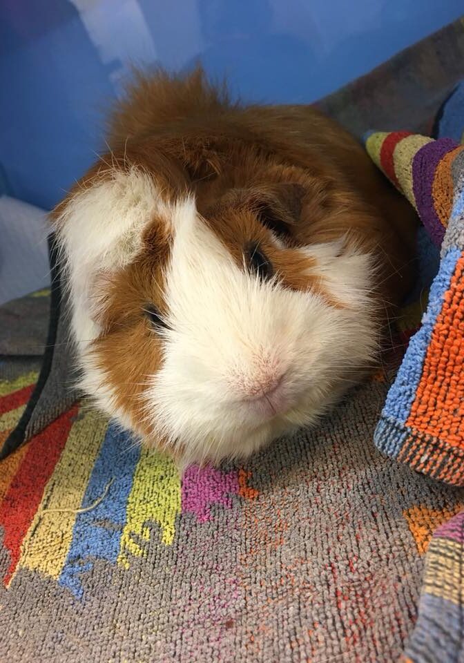 Brown and white guinea pig