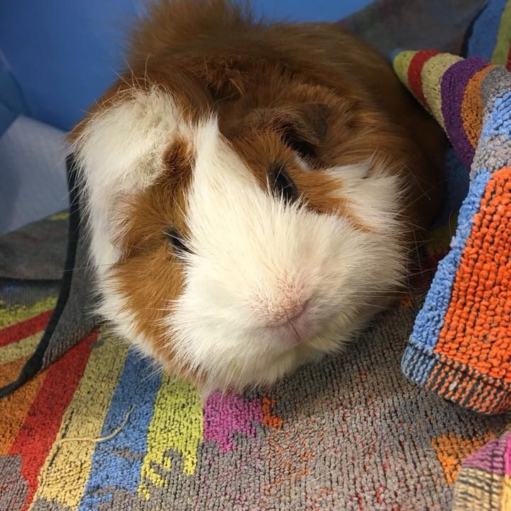 Brown and white guinea pig